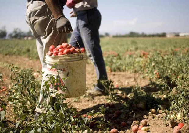 Tra campi e ghetti: un’altra stagione di sfruttamento a Rosarno